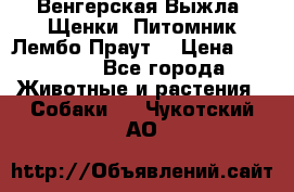 Венгерская Выжла. Щенки. Питомник Лембо Праут. › Цена ­ 35 000 - Все города Животные и растения » Собаки   . Чукотский АО